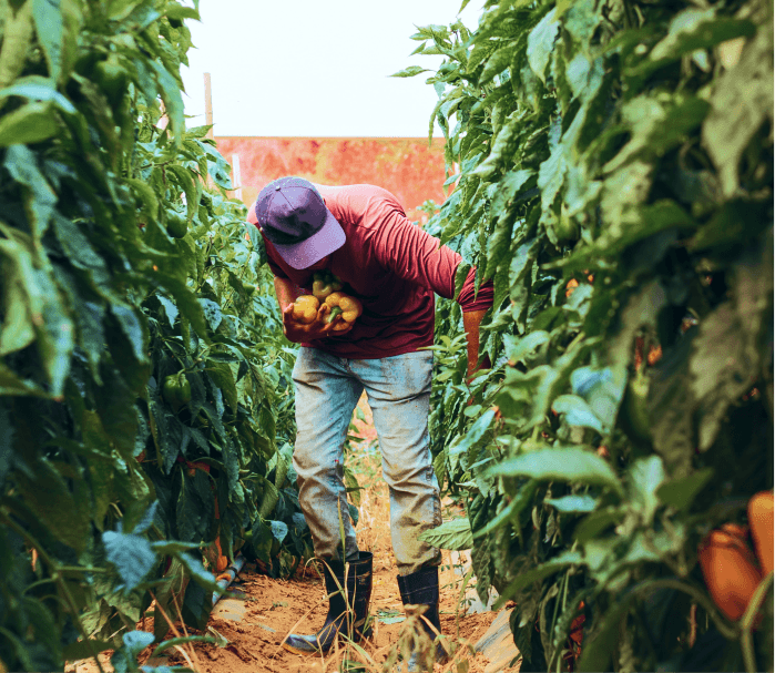 Agriculture worker harvesting crops