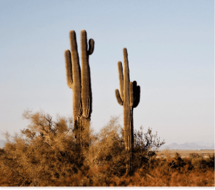Arizona insurance services