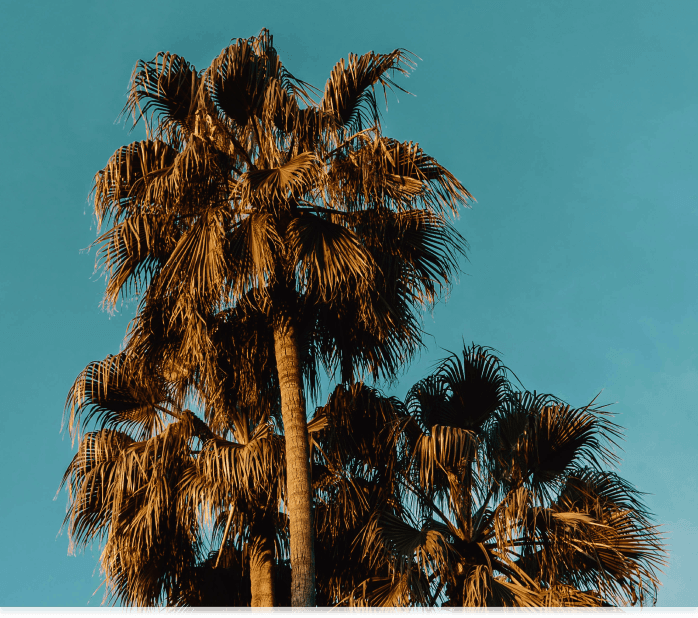 California insurance services